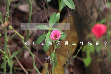 重庆法院调研工作先进个人 重庆法院调研工作先进个人