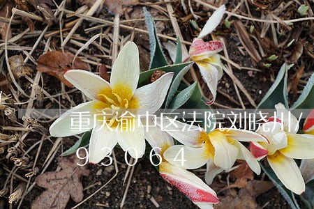 重庆渝中区法院刘晓川/2023021993064