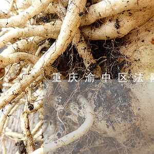 重庆渝中区法院地产破产