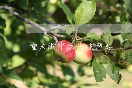 重庆渝中区法院网站 重庆渝中区法院网站