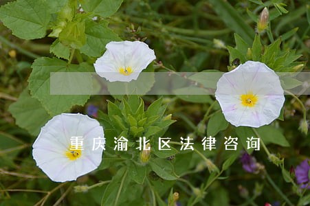 重庆渝北区法律咨询 重庆渝北区法律咨询