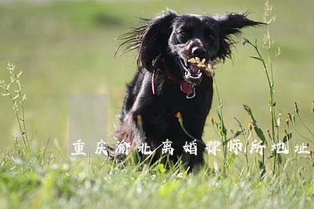 重庆渝北离婚律师所地址