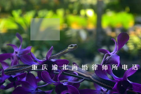 重庆渝北离婚律师所电话 重庆渝北离婚律师所电话
