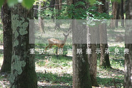 重庆票据逾期提示承兑费用 重庆票据逾期提示承兑费用