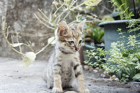 重庆离婚案律师免费咨询 重庆离婚案律师免费咨询