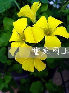 重庆网上交路桥费逾期费 重庆网上交路桥费逾期费