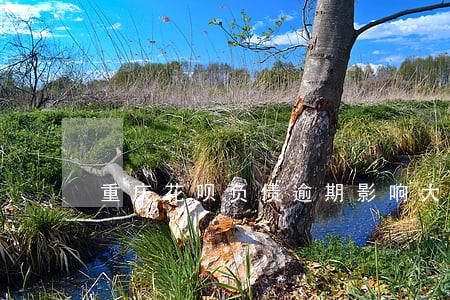 重庆花呗负债逾期影响大吗 重庆花呗负债逾期影响大吗