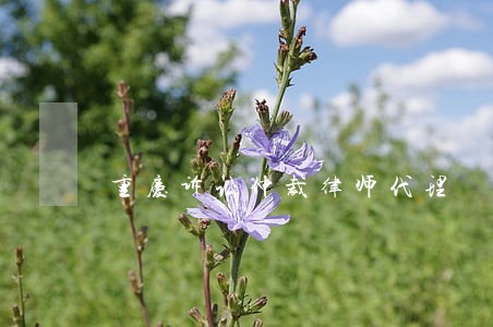 重庆诉讼仲裁律师代理 重庆诉讼仲裁律师代理