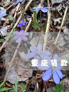 重庆货款追收律师 重庆货款追收律师