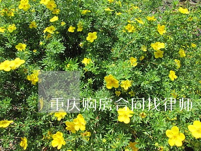 重庆购房合同找律师 重庆购房合同找律师