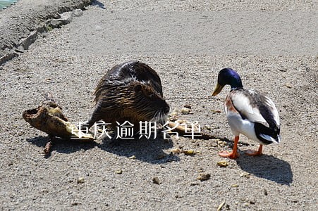 重庆逾期名单 重庆逾期名单