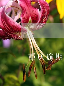 重庆逾期申报首违不罚线上办理 重庆逾期申报首违不罚线上办理