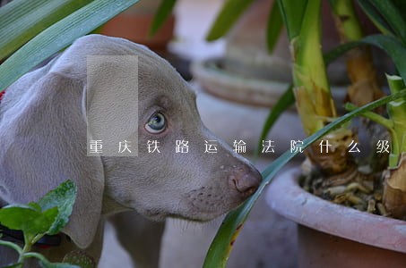 重庆铁路运输法院什么级别
