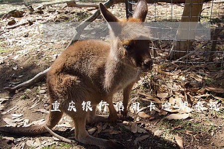 重庆银行信用卡逾期未还款 重庆银行信用卡逾期未还款
