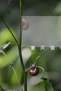 重庆银行贷款逾期 重庆银行贷款逾期