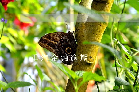重汽金融逾期 重汽金融逾期