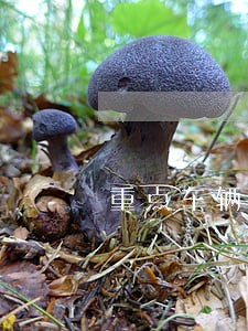 重点车辆逾期未检验的后果 重点车辆逾期未检验的后果