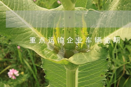 重点运输企业车辆逾期 重点运输企业车辆逾期