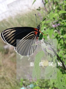 重疾保险逾期多长时间失效 重疾保险逾期多长时间失效