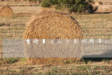 重磅丨这三个条例明年2月施行 重磅丨这三个条例明年2月施行
