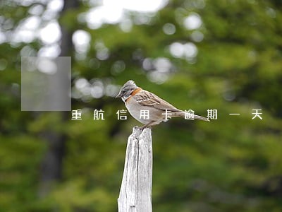 重航信用卡逾期一天 重航信用卡逾期一天