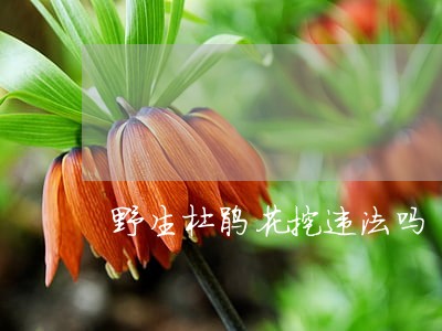 野生杜鹃花挖违法吗 野生杜鹃花挖违法吗