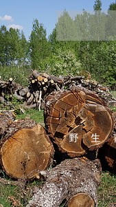 野生青蛙违法