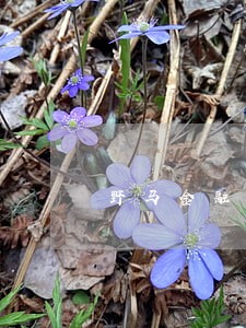 野马金融车贷逾期一天 野马金融车贷逾期一天