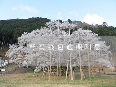 野马钱包逾期利息 野马钱包逾期利息