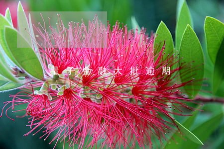 量子金融大批逾期 量子金融大批逾期