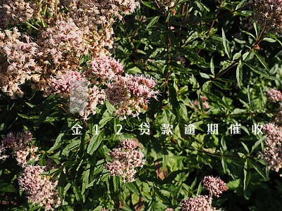 金12贷款逾期催收 金12贷款逾期催收