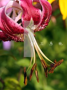金三系统逾期申报 金三系统逾期申报