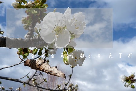 金东白天逾期20天了打电话协商 金东白天逾期20天了打电话协商