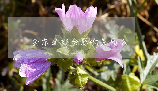 金东逾期会影响美团么 金东逾期会影响美团么