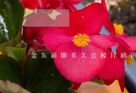 金东逾期多久会被打通讯录 金东逾期多久会被打通讯录