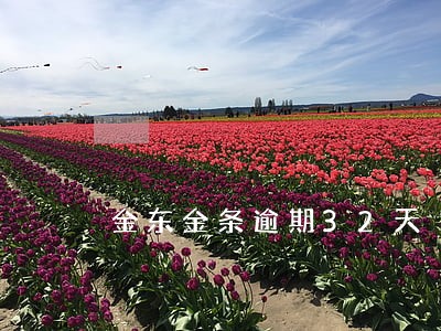 金东金条逾期32天 金东金条逾期32天