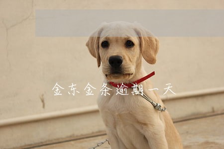 金东金条逾期一天 金东金条逾期一天