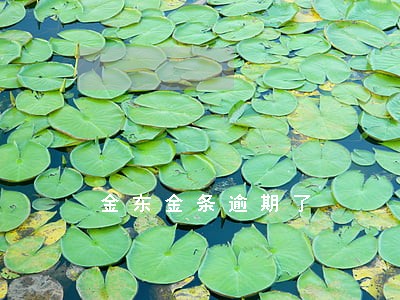 金东金条逾期了 金东金条逾期了