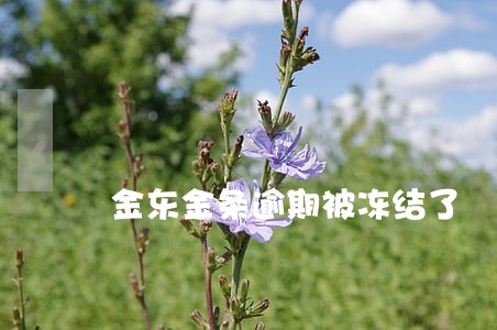金东金条逾期被冻结了