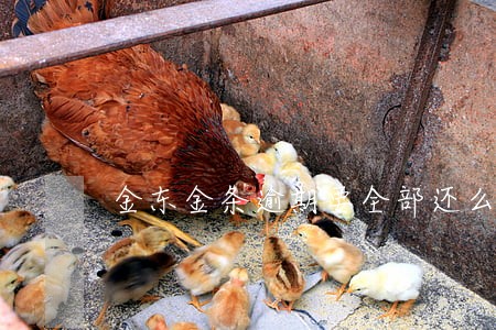 金东金条逾期要全部还么