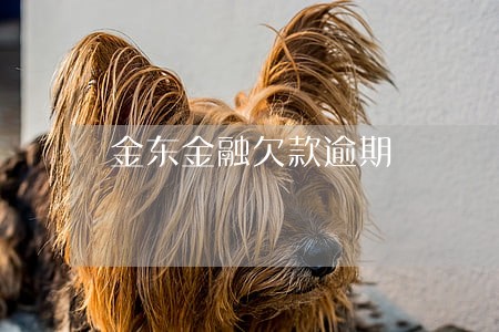 金东金融欠款逾期 金东金融欠款逾期