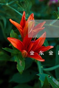 金东金融逾期一个月 金东金融逾期一个月