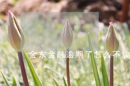金东金融逾期了怎么不放款了