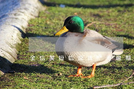 金信发短信说我严重逾期 金信发短信说我严重逾期