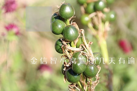金信智小窝逾期几天有逾期费吗 金信智小窝逾期几天有逾期费吗