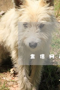 金信网逾期五个月