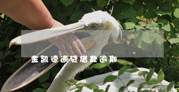 金凯德速贷借款逾期 金凯德速贷借款逾期