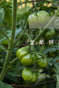 金华供用气合同纠纷律师 金华供用气合同纠纷律师