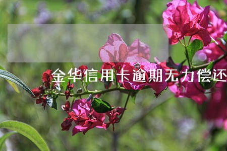 金华信用卡逾期无力偿还