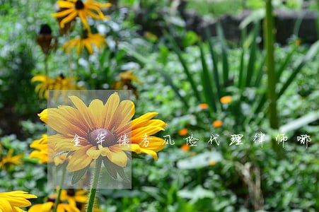 金华债务风险代理律师哪里找 金华债务风险代理律师哪里找